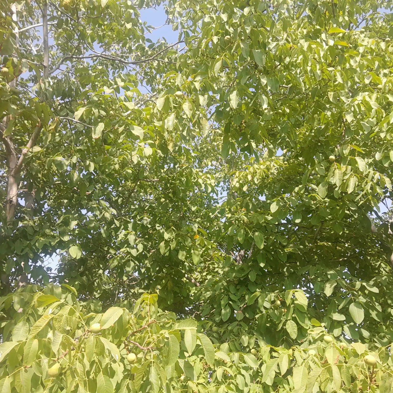 باغچه ویلایی گنج اباد کیلومتر 3