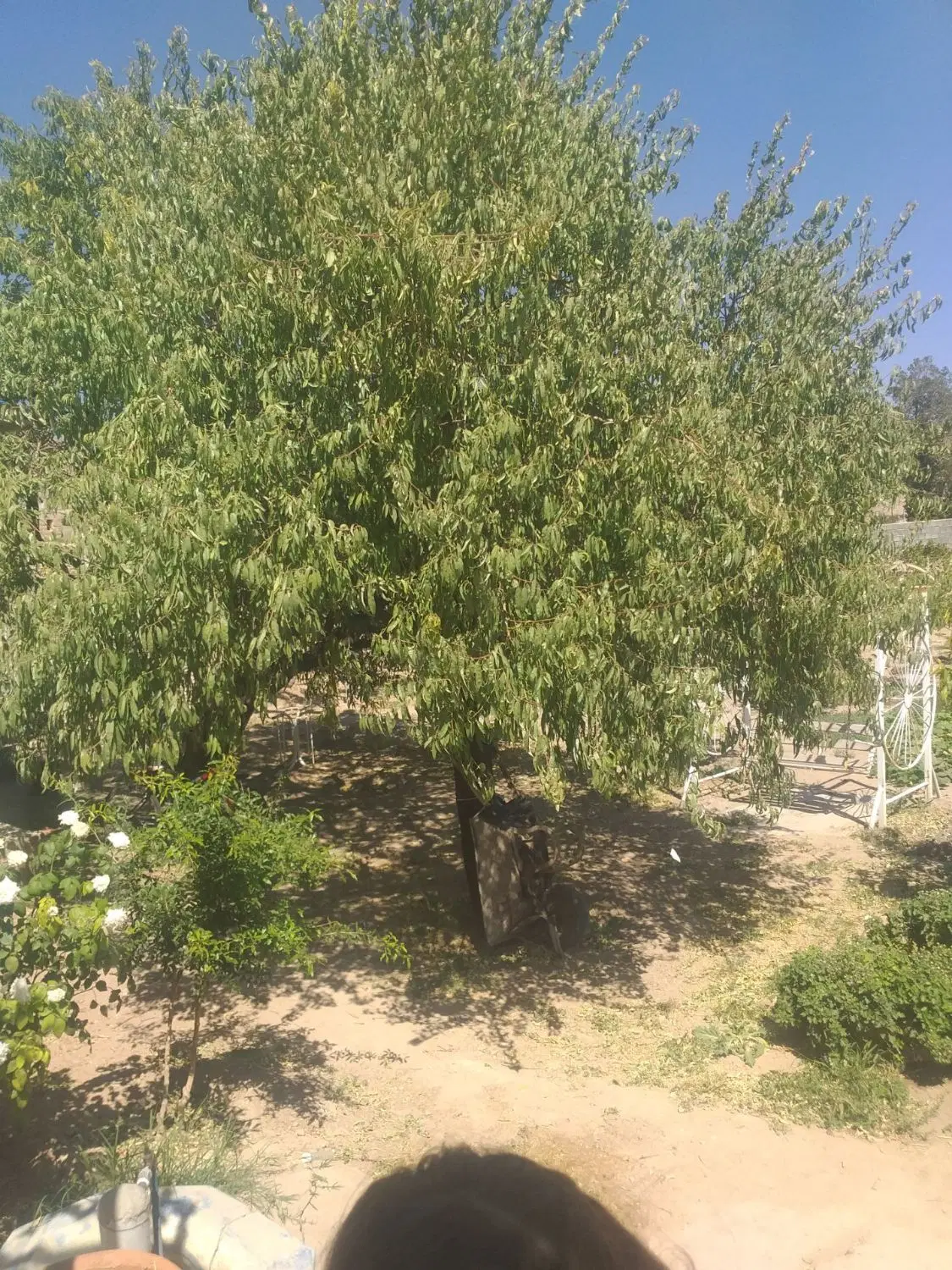 یک قطعه زمین خالی50متری