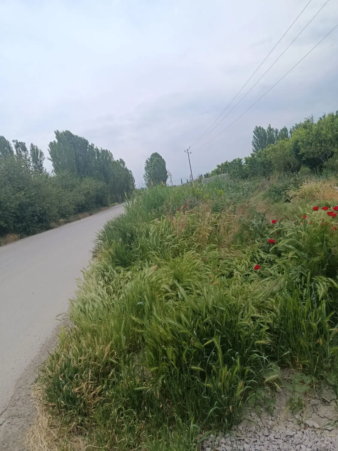 باغچه الوان بر آسفالت