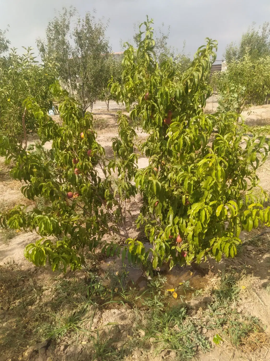 باغ در صوفیان نظرلو