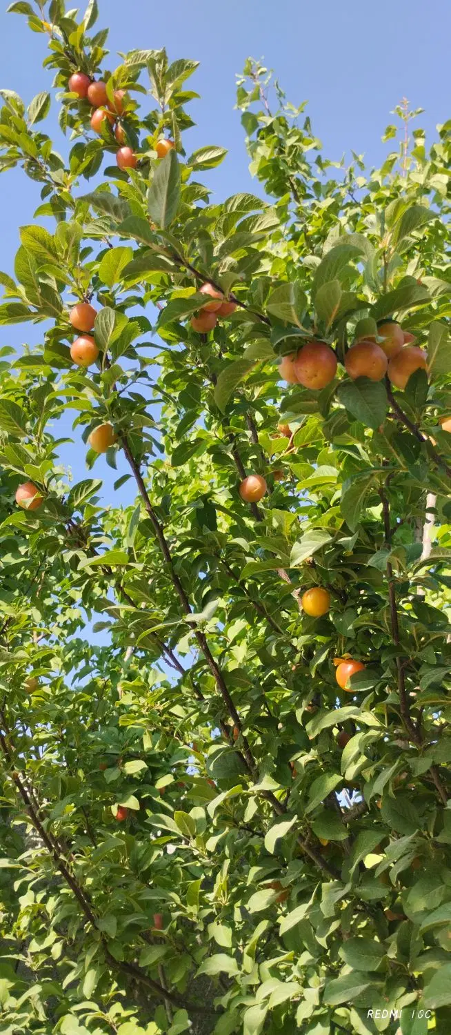 فروش باغچه