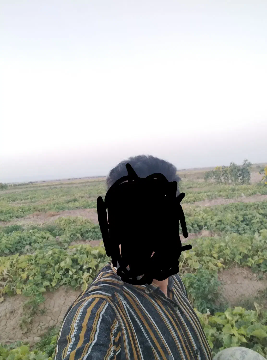 زمین  اجاره ومشارکت درکشت زعفران آب چاه عمیق