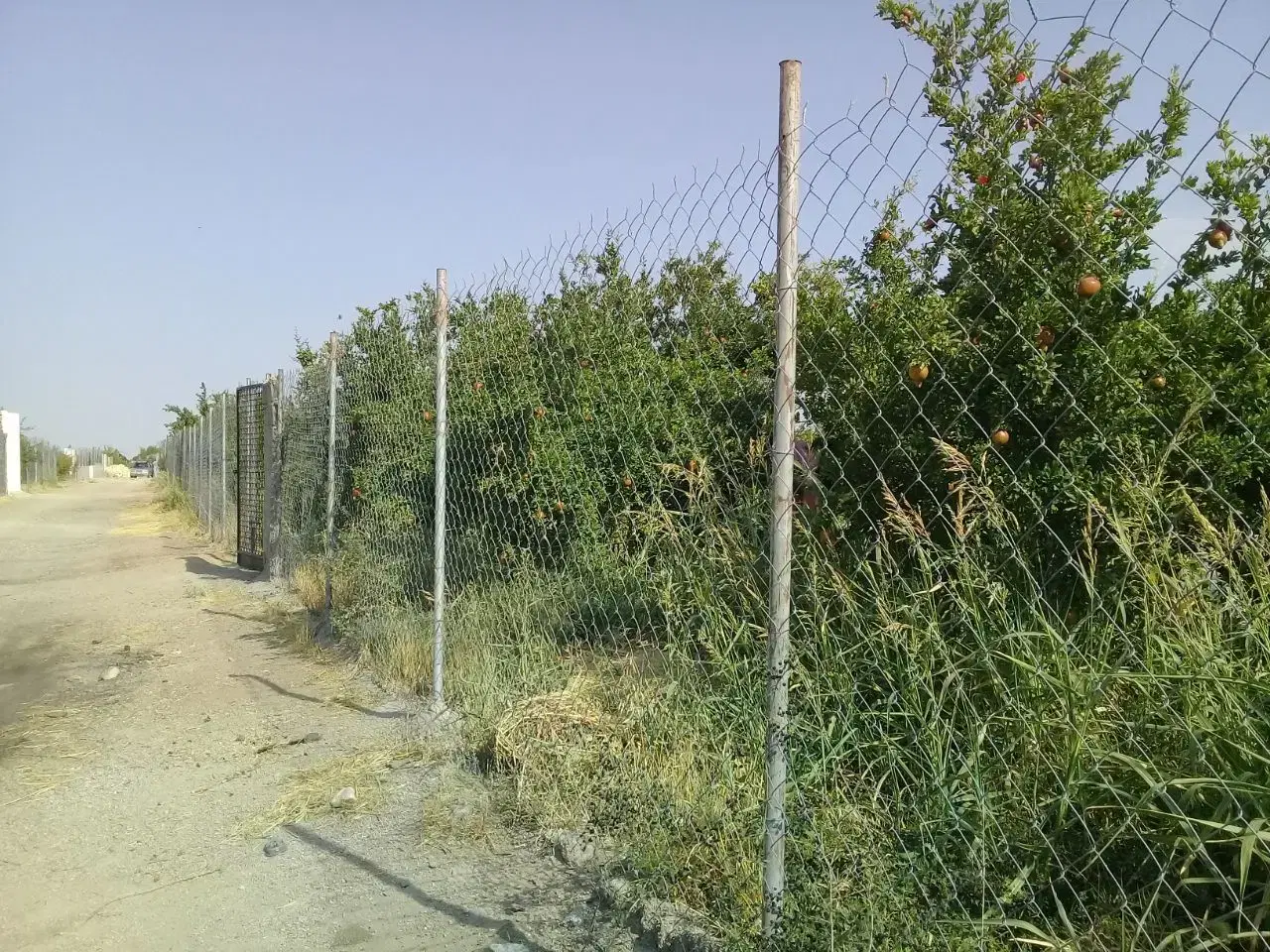 فروش ۱۵۰۰مترباغ اناردرساوه