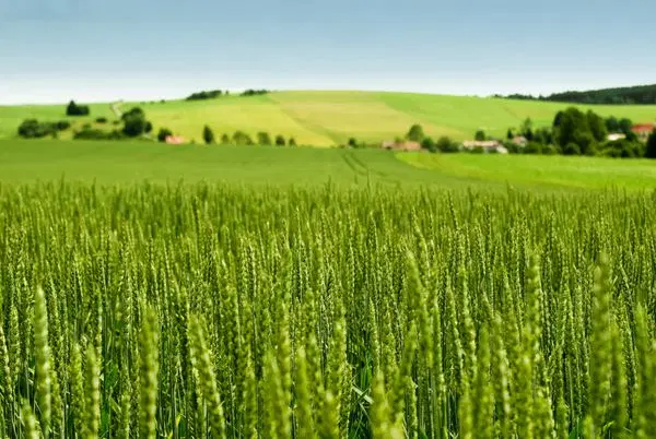 باغ 3300 متری و 51 جریب زمین کشاورزی