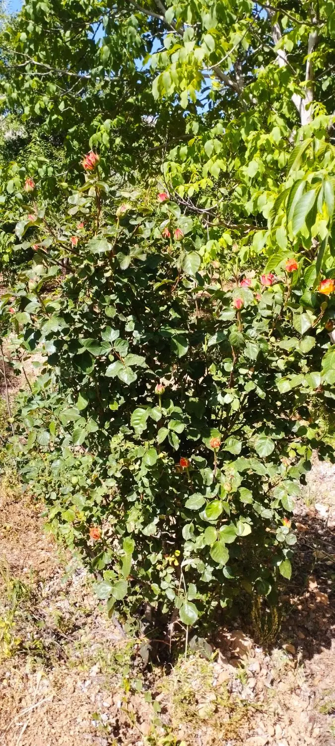 معاوضه باغ به خانه