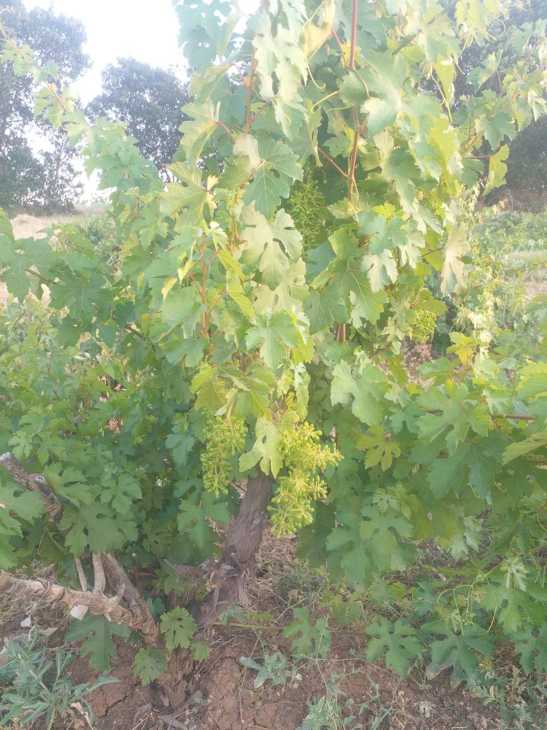 زمین کشاورزی