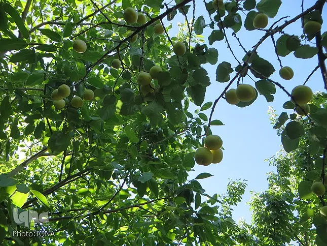 فروش ۸۵۰ متر باغ در بومهن