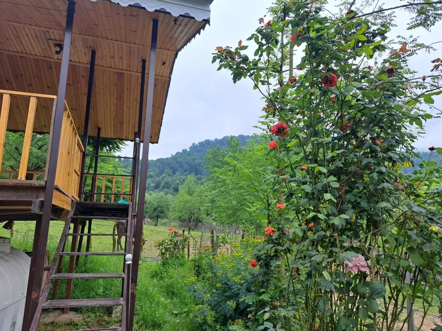 کلبه جاده ییلاقات آماده رزرو برای امشب قیمت مناسب
