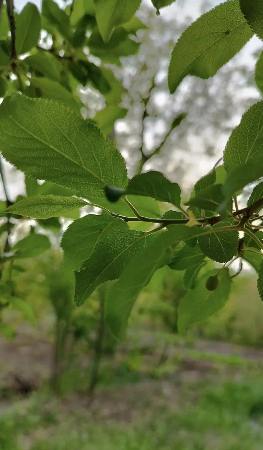 باغ ویلایی