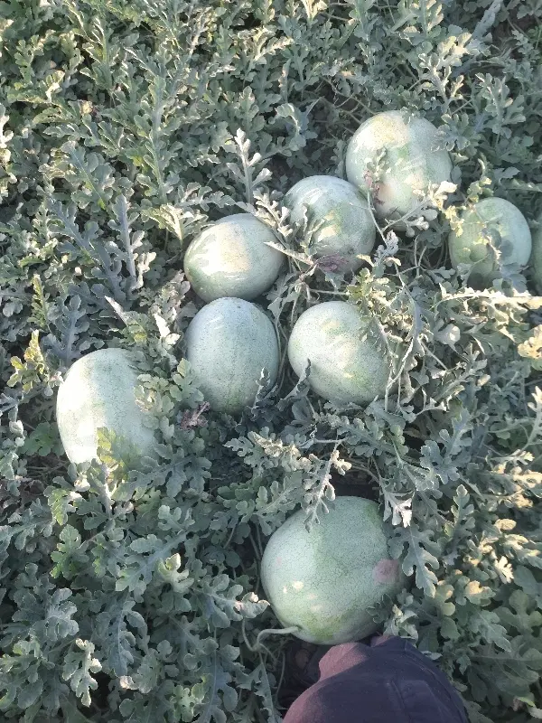 زمین کشاورزی صوفیان