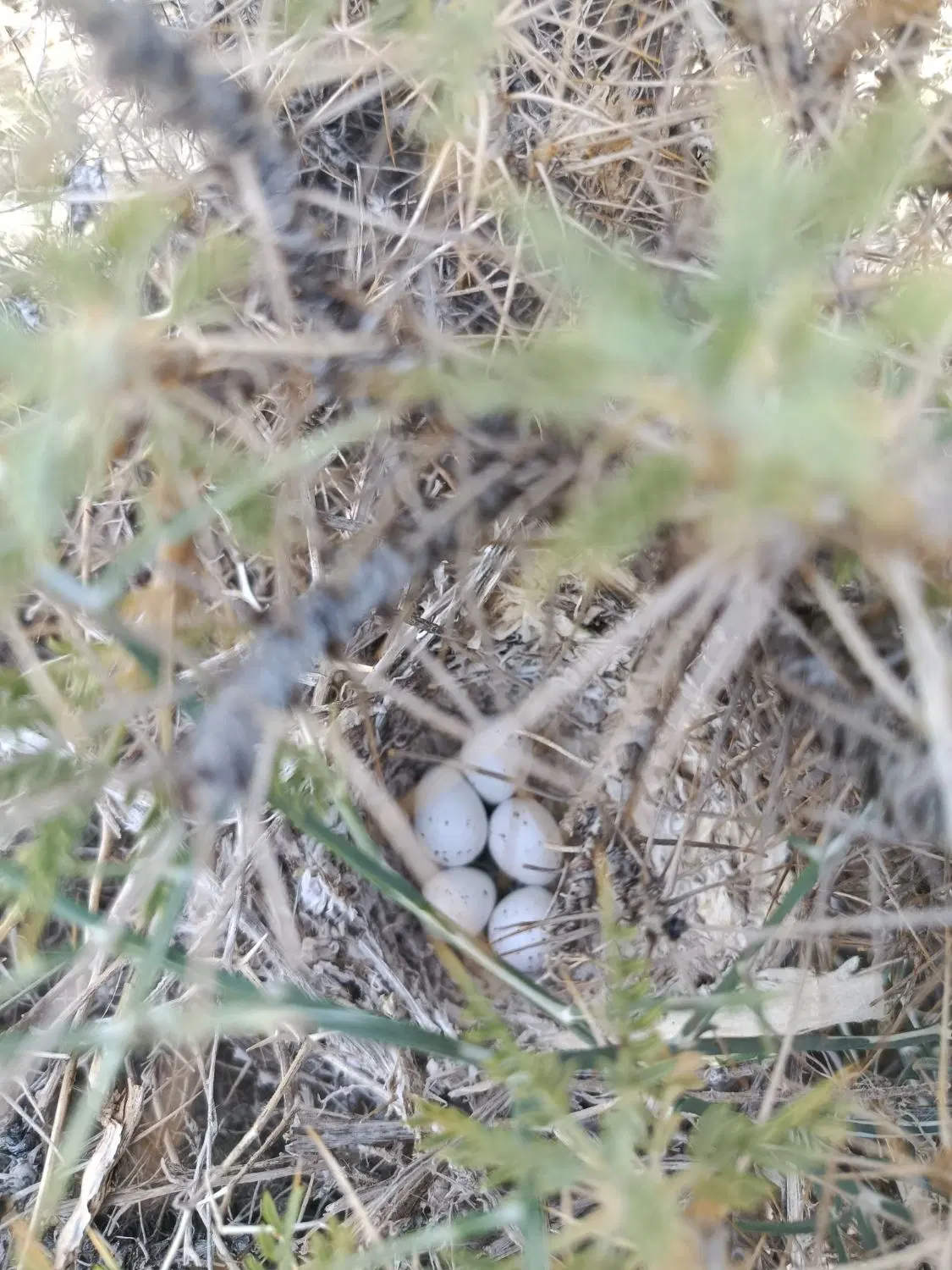 زمین روستای ده مرغی