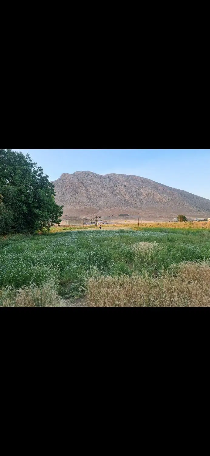 زمین چمچمال مرغوب