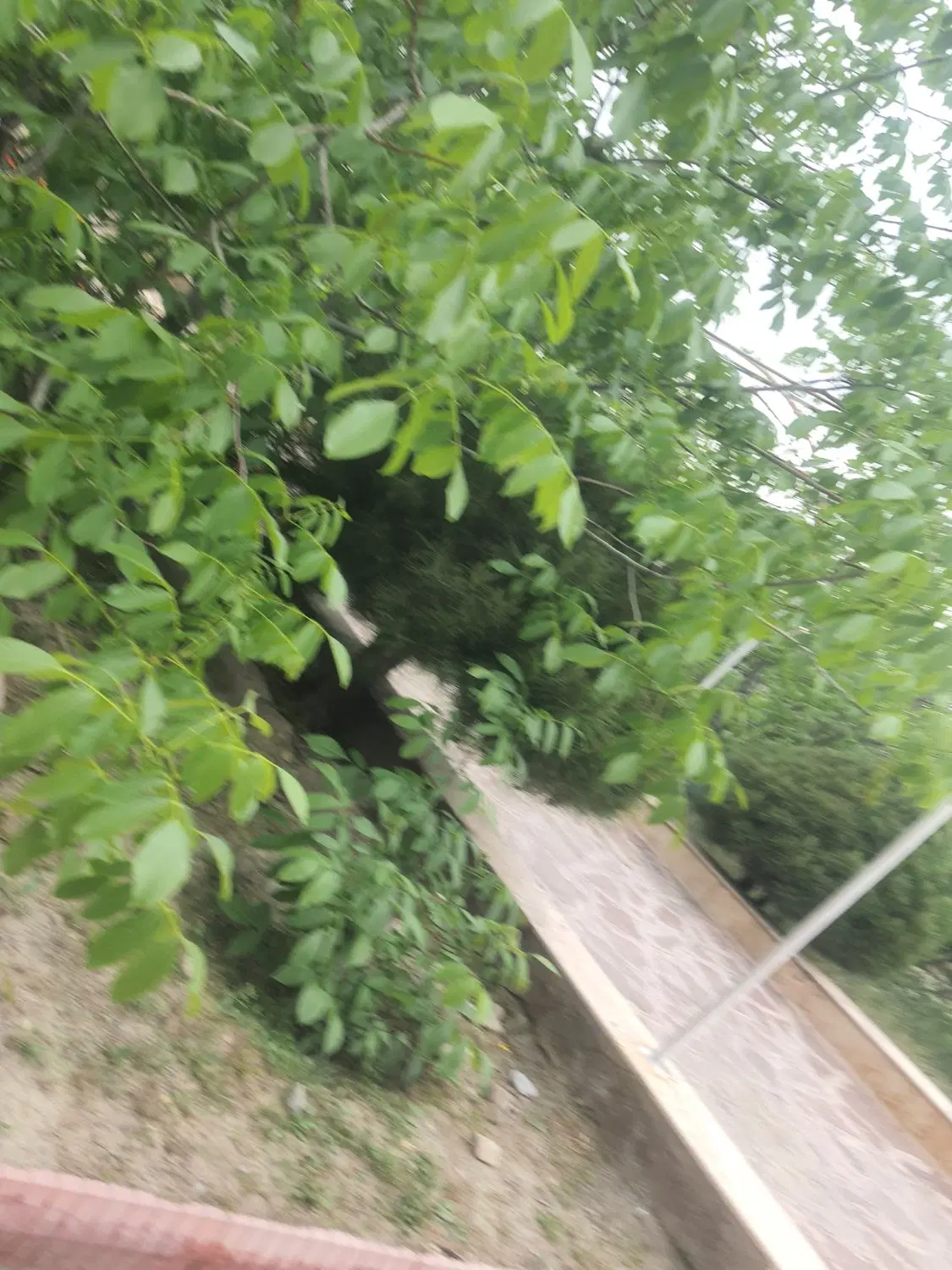 باغستان شاهنامه۱۴ سنددار