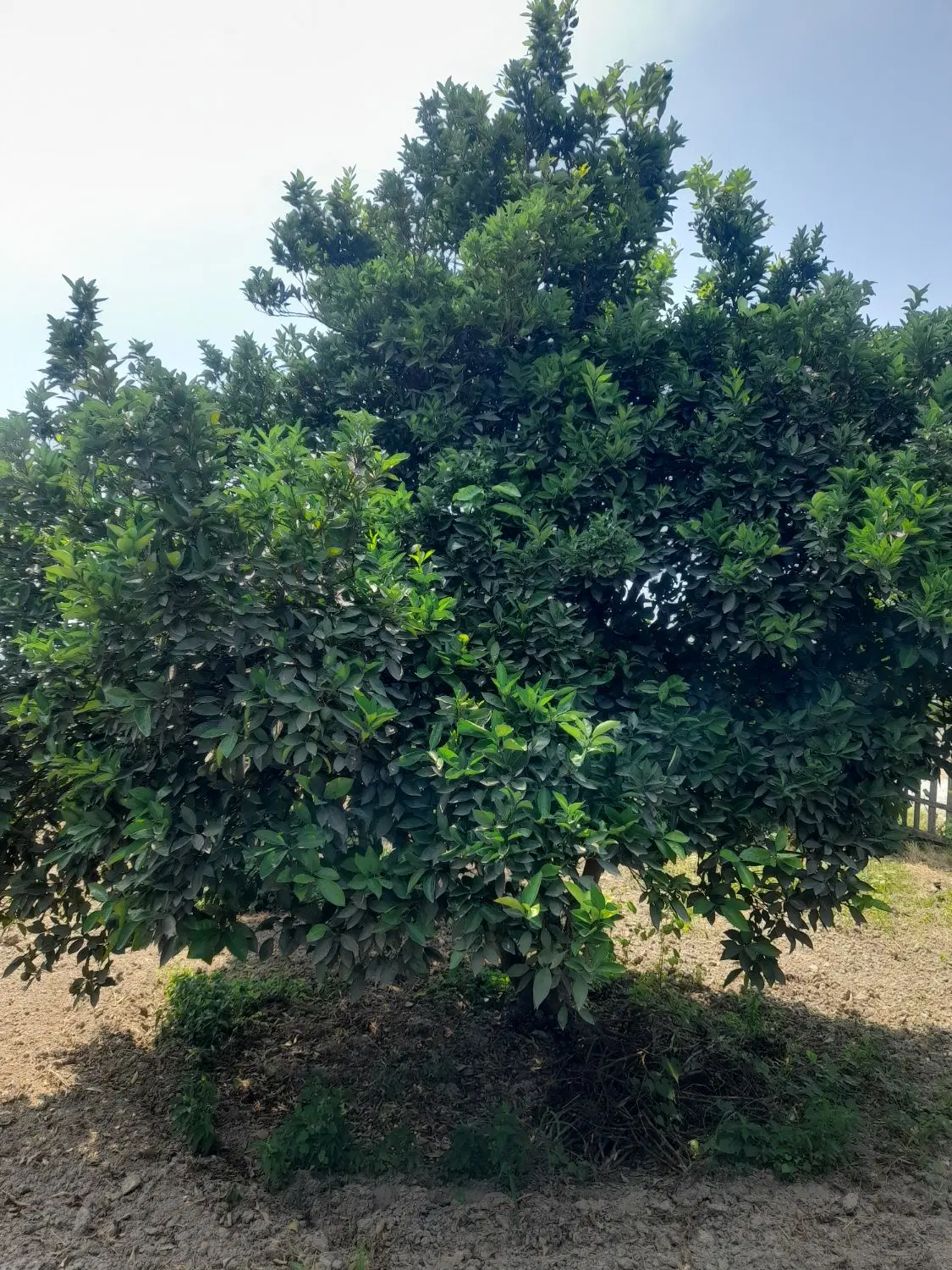 فروش باغ