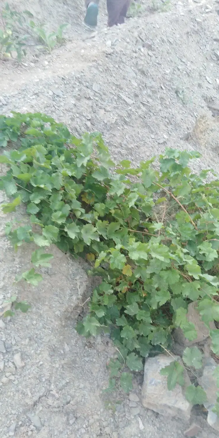 باغ دو هزار متر ابرده علیا