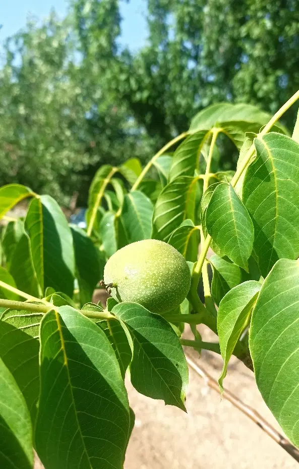 باغ ثمری ۱۵۲۰متر
