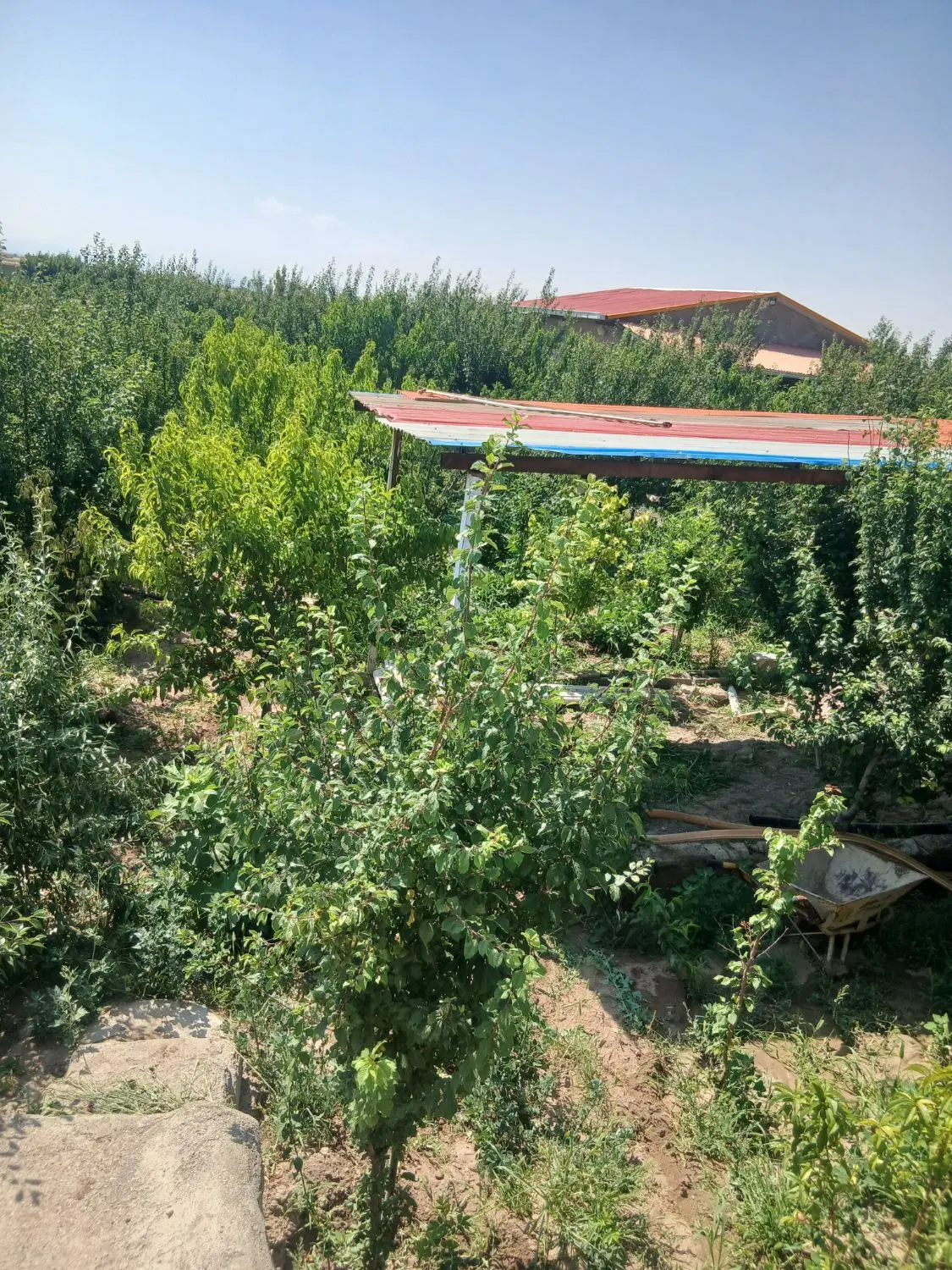 یک قطعه به متراژ ۱۰۰۰ متر در روستای نهمت الله