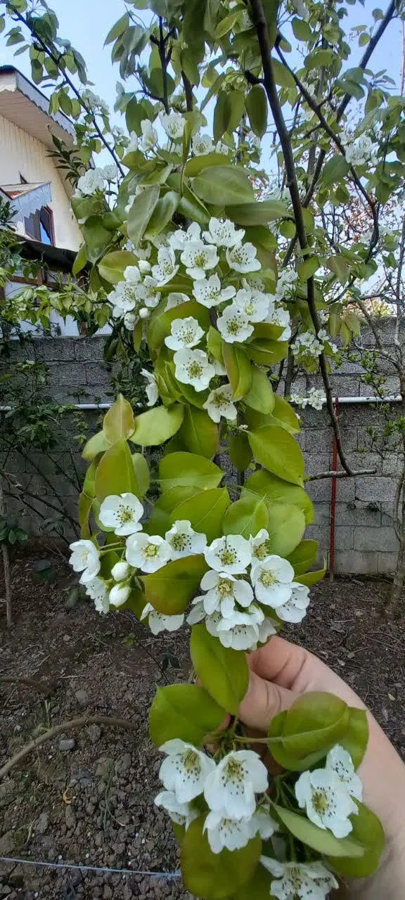زمین سند دار در مرکز شهر نیروی دریایی