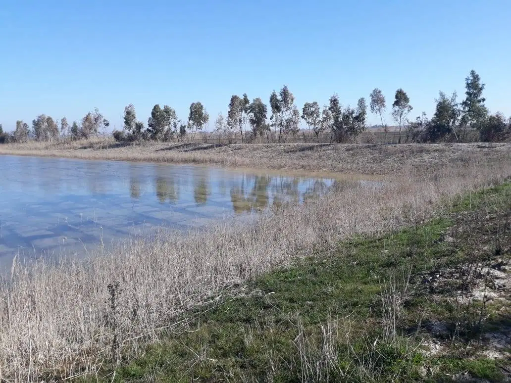 زمین شالیزاری