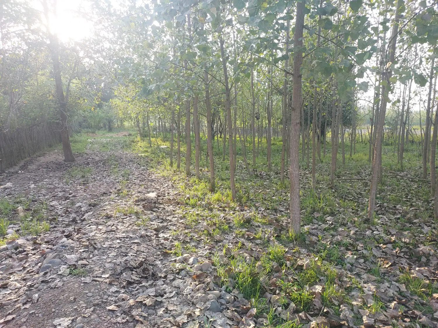 زمین مسکونی روستای جنگلی کچا