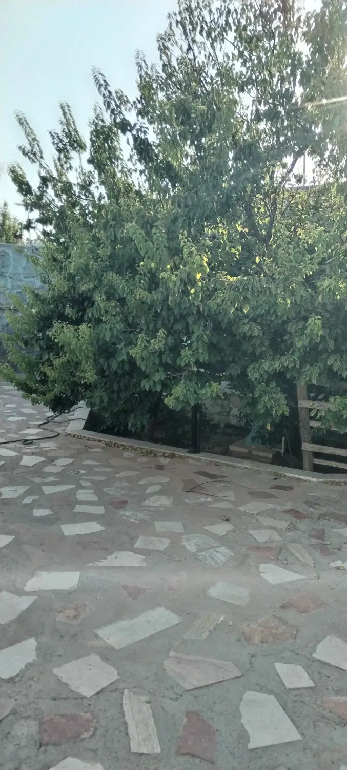 باغ معروف
