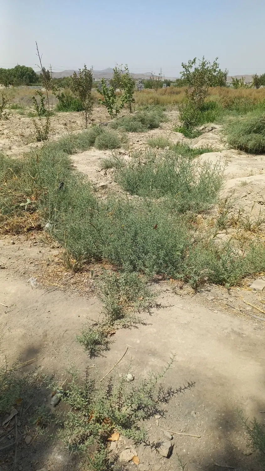 یک قطعه زمین باغی به متراژ ۷۵۰