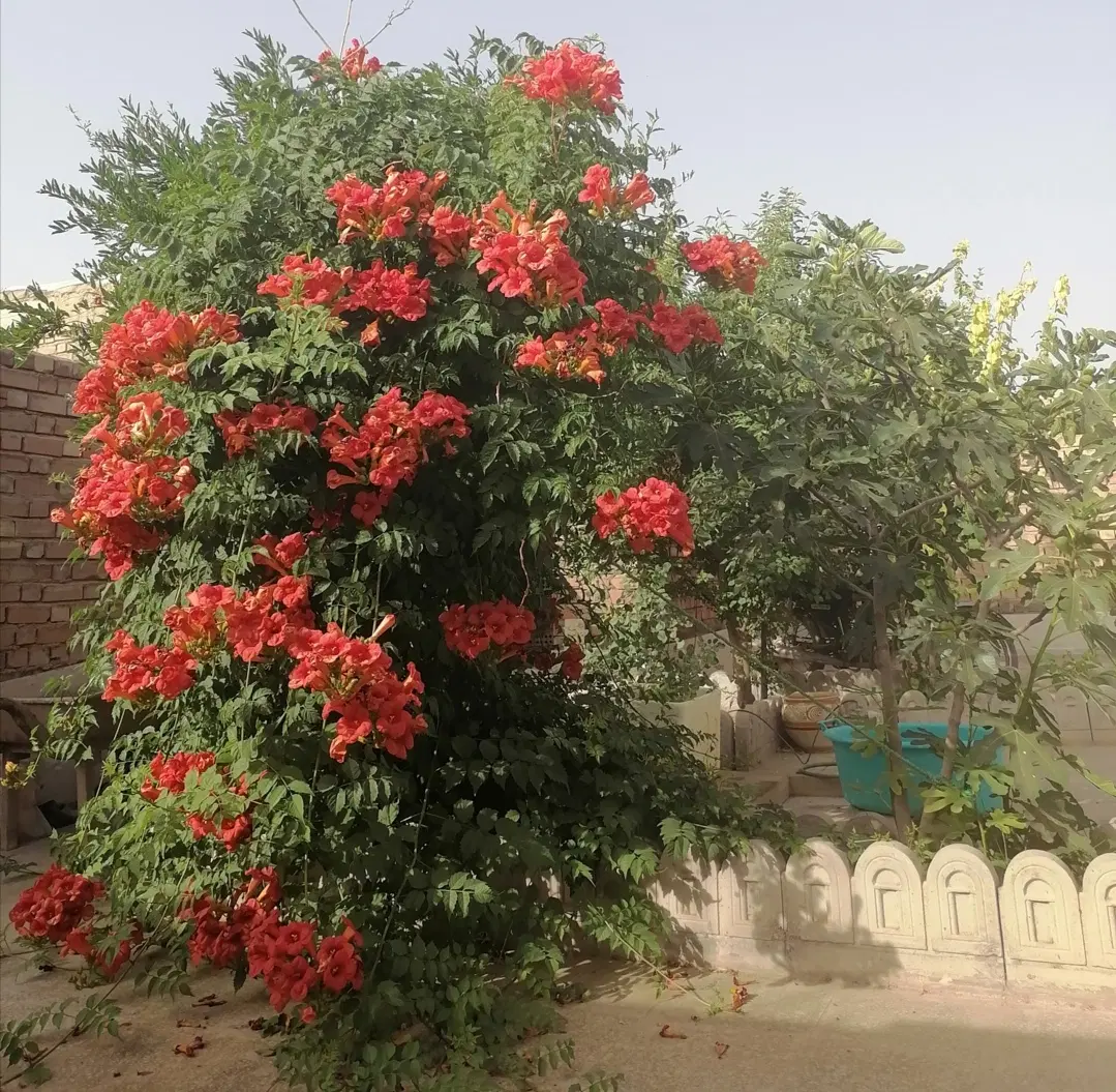 روح ابادرهن کامل
