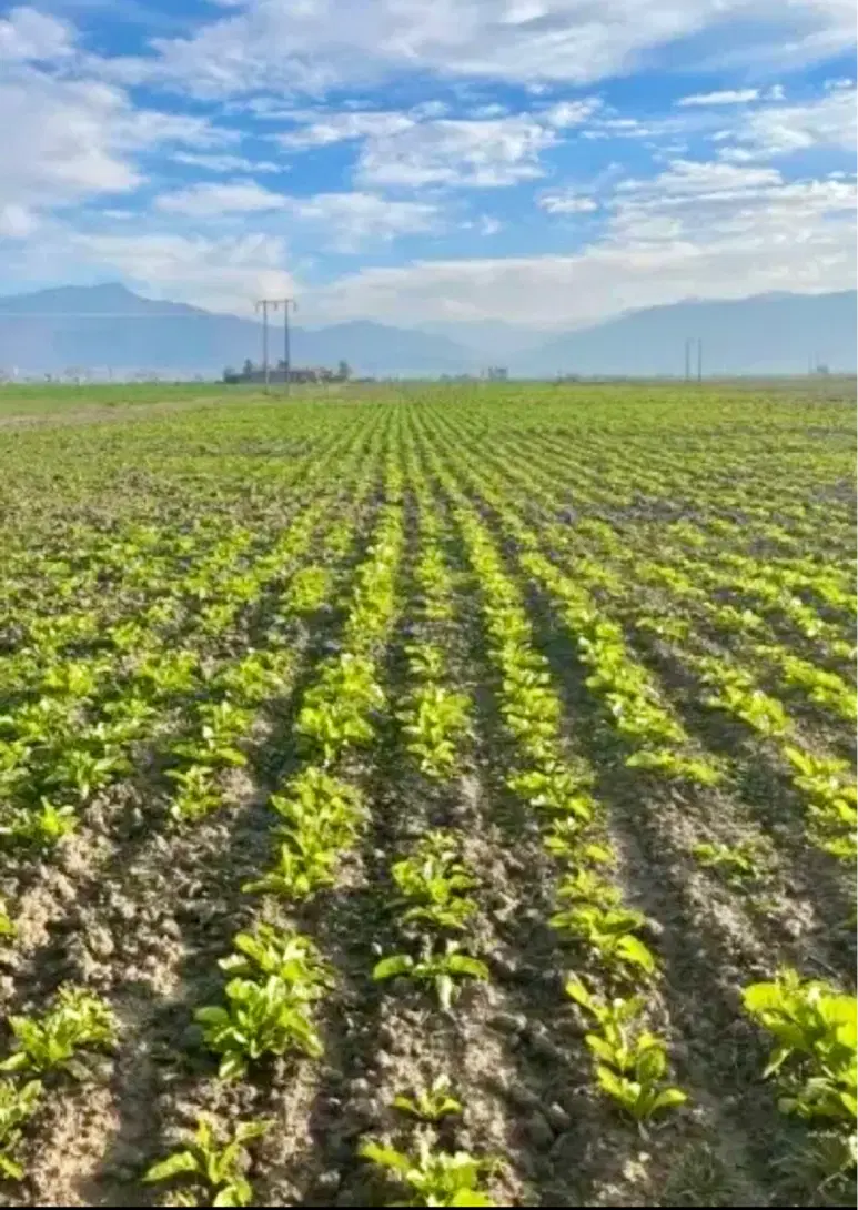 زمین کشاورزی برای اجاره میخام
