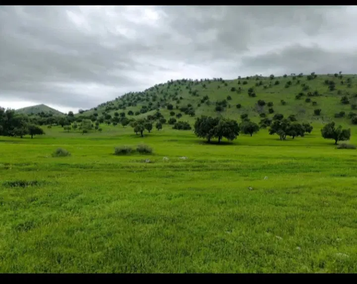 فروش زمین در شهر زیبای یاسوج