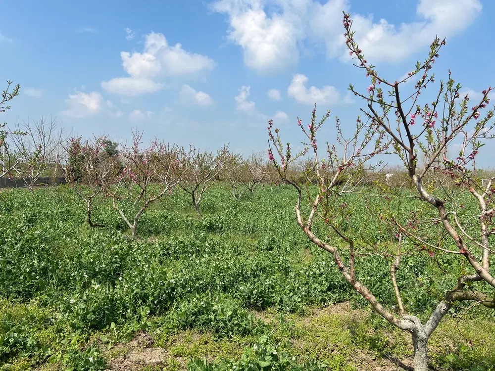 فروش زمین باغی