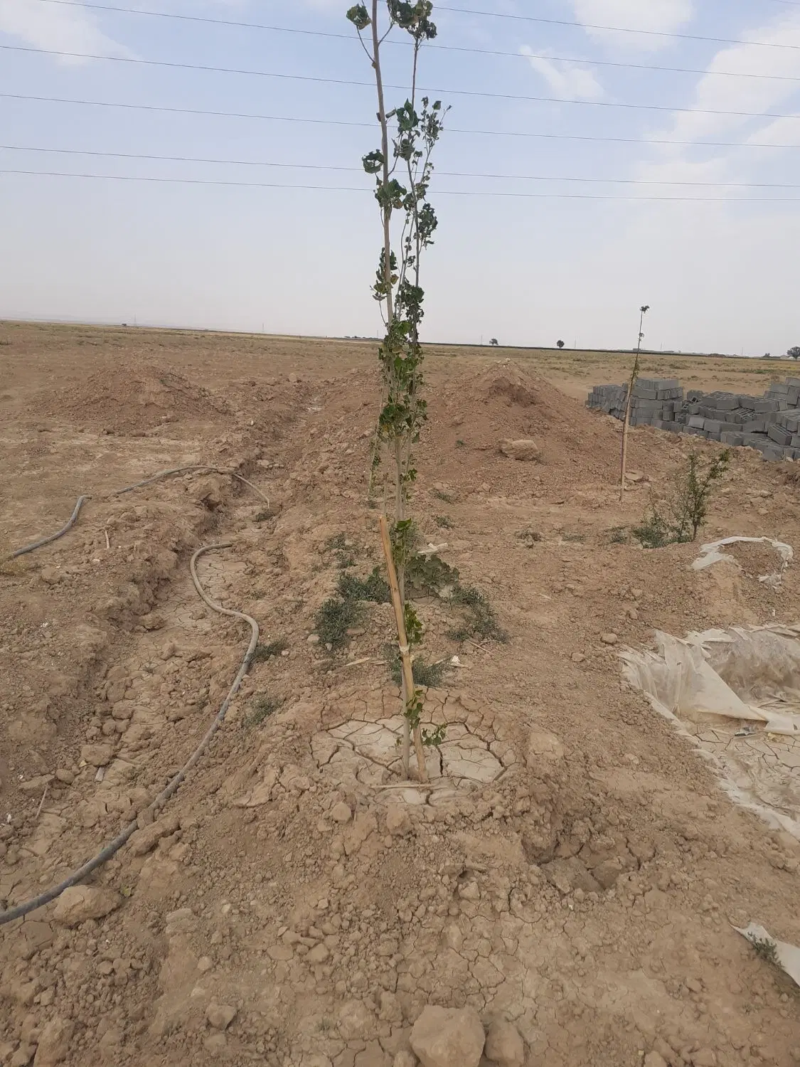 ۳۰۰مترزمین باغی مراداباد