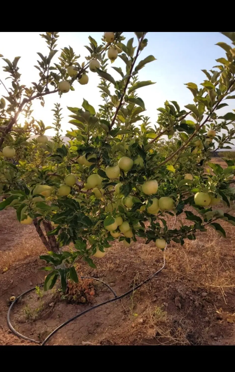 باغ شهری ۱۰۰۰ متری کودیان آب پرده