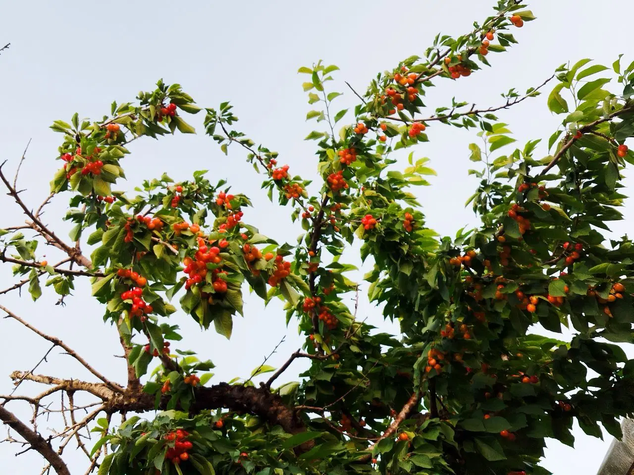 خانه ویلایی دیزج