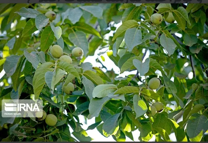 فروش باغ گردو