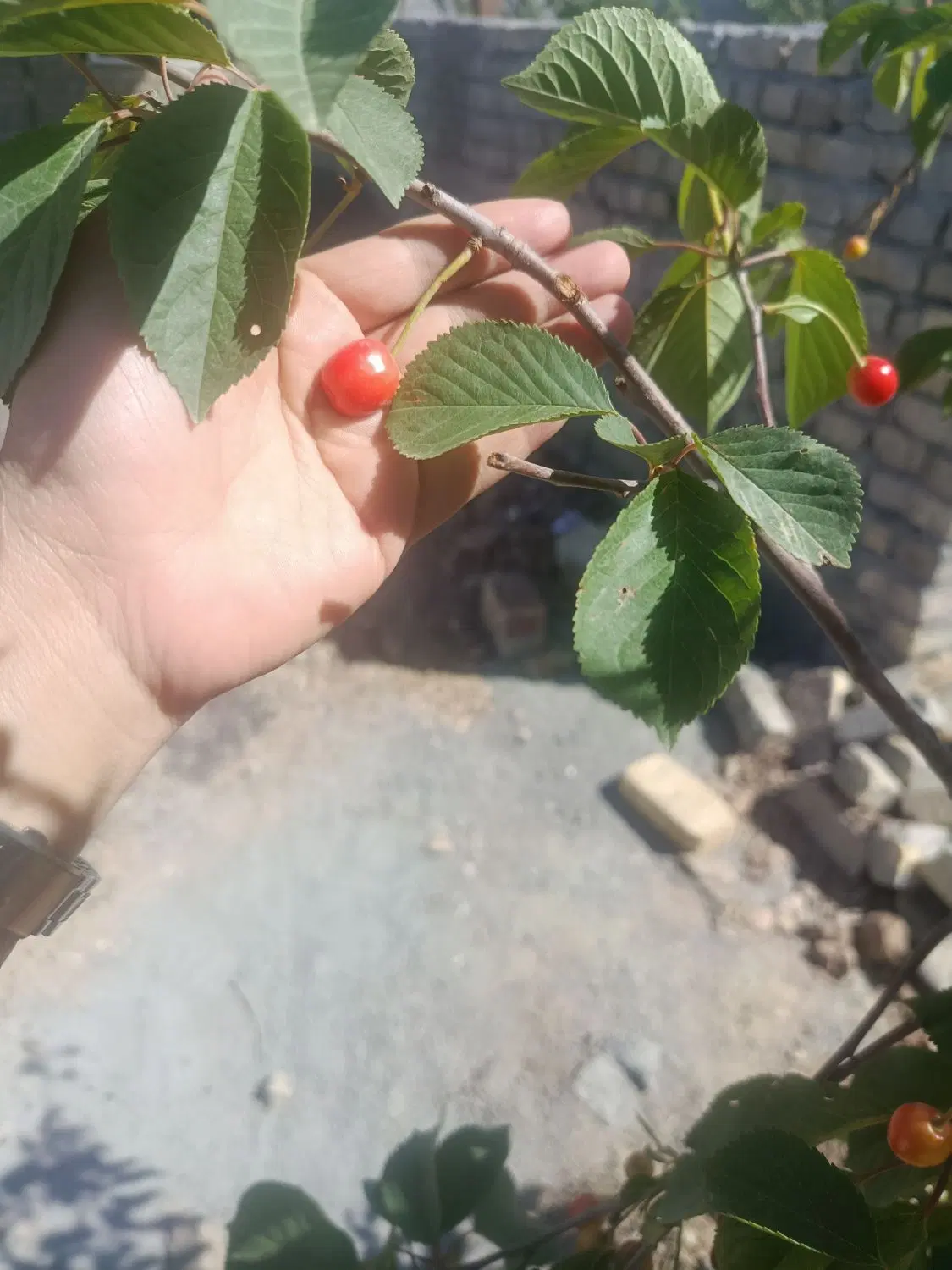 ویلا باغ نما رومی
