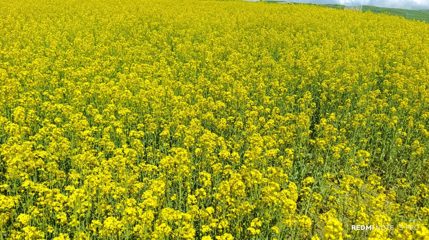 زمین کشاورزی آبی دگرماندرق نمین ویلکیچ