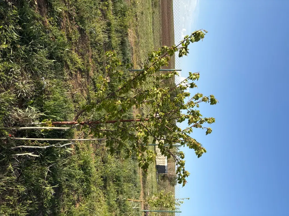 باغ کامل در دیزج بالا،همه چی دارد