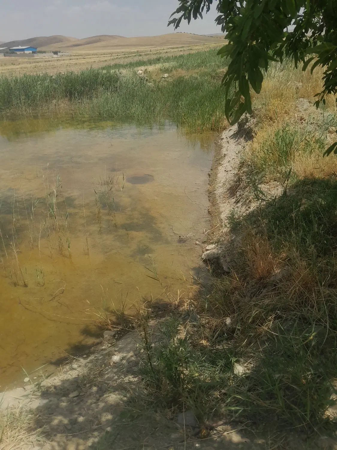 زمین کشاورزی با آب چشمه ای