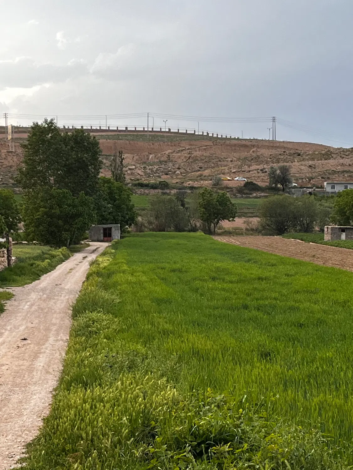 زمین کشاورزی