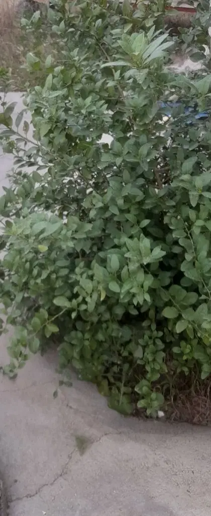 معاوضه خونه باغ با ماشین یا ملک