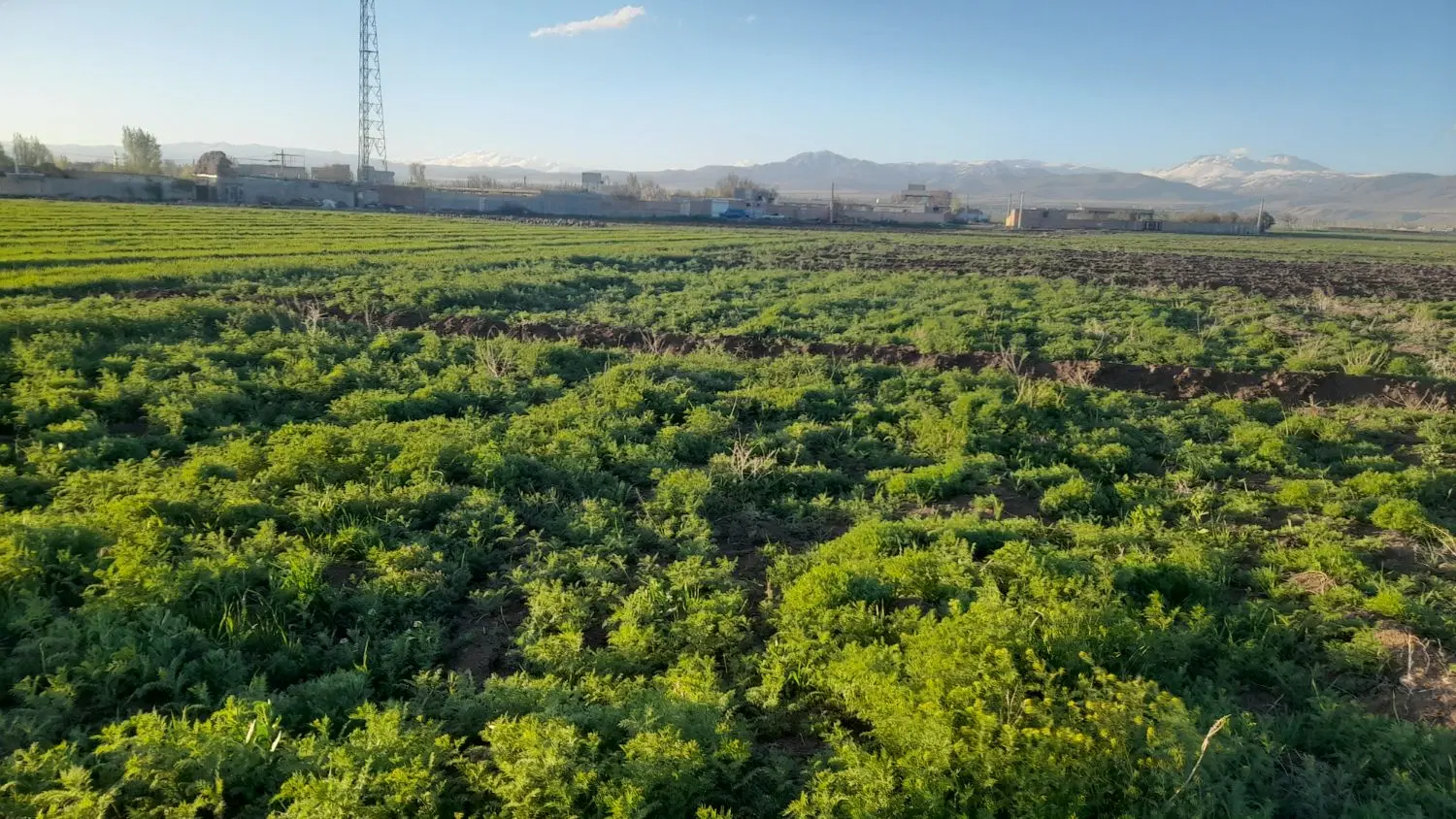 زمین به متراژ ۹۰۰ متر