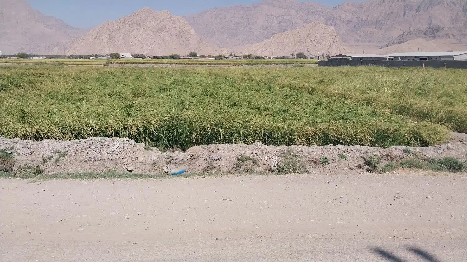 زمین برنج . کشاورزی