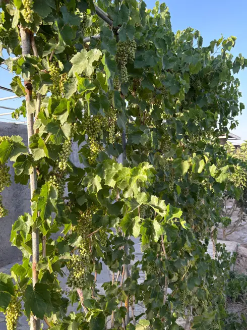 باغ در قراملک