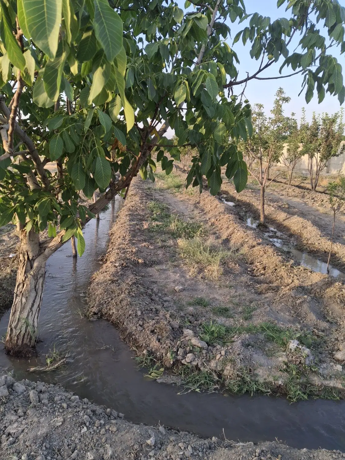 باغ نیم هکتار ۲ساعت اب چاه موتور