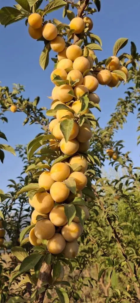 فروش باغ