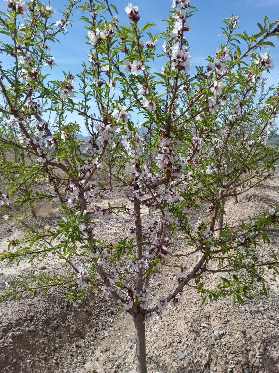 باغچه ۳۰۰ متری