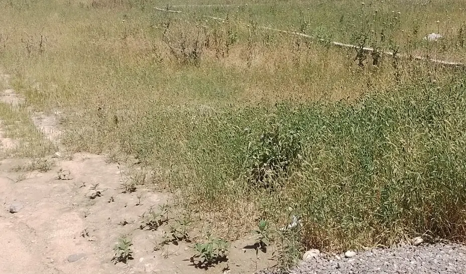 زمین ‌کاربری دار