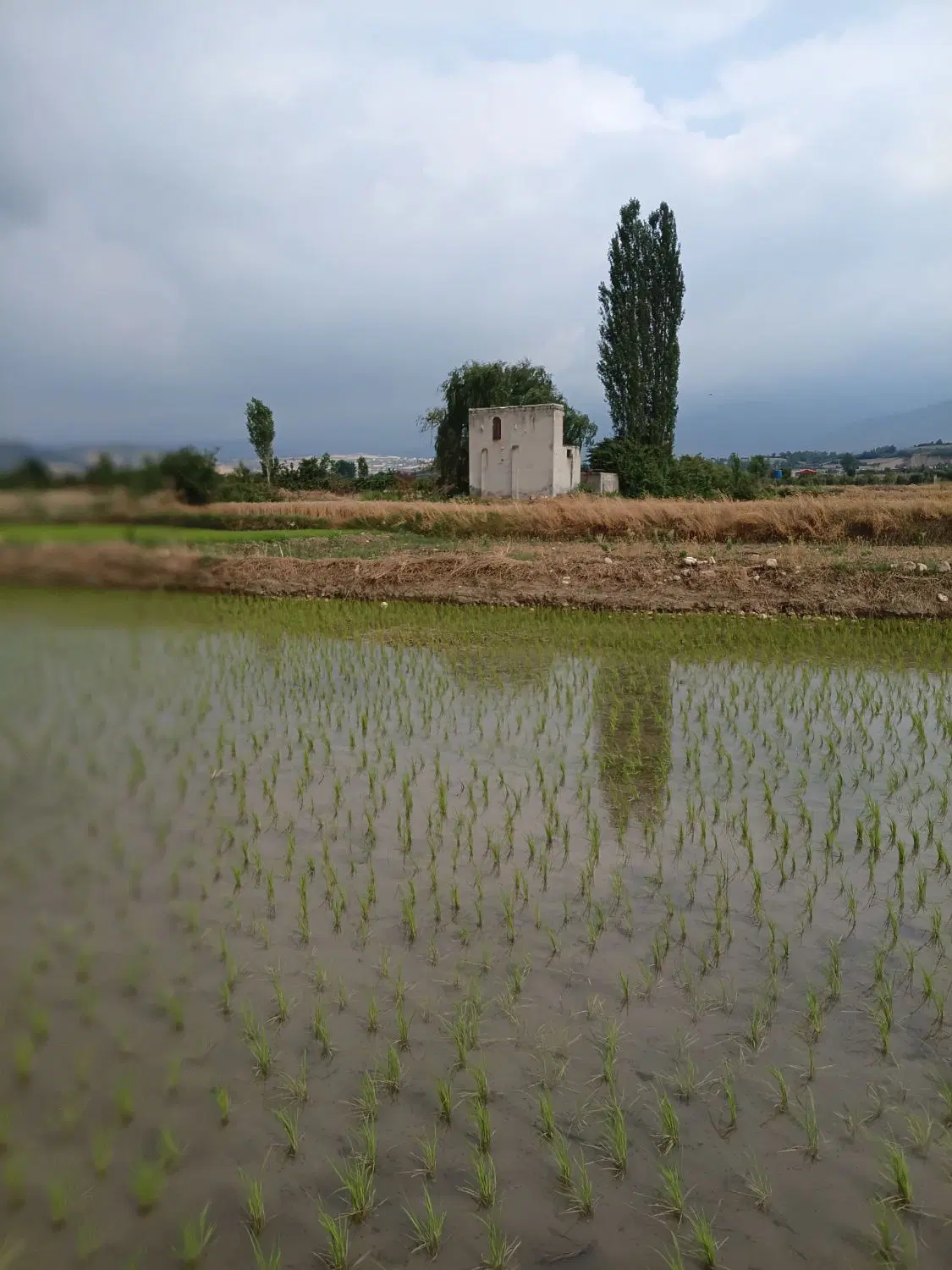 زمین شموشک باسهمیه اب