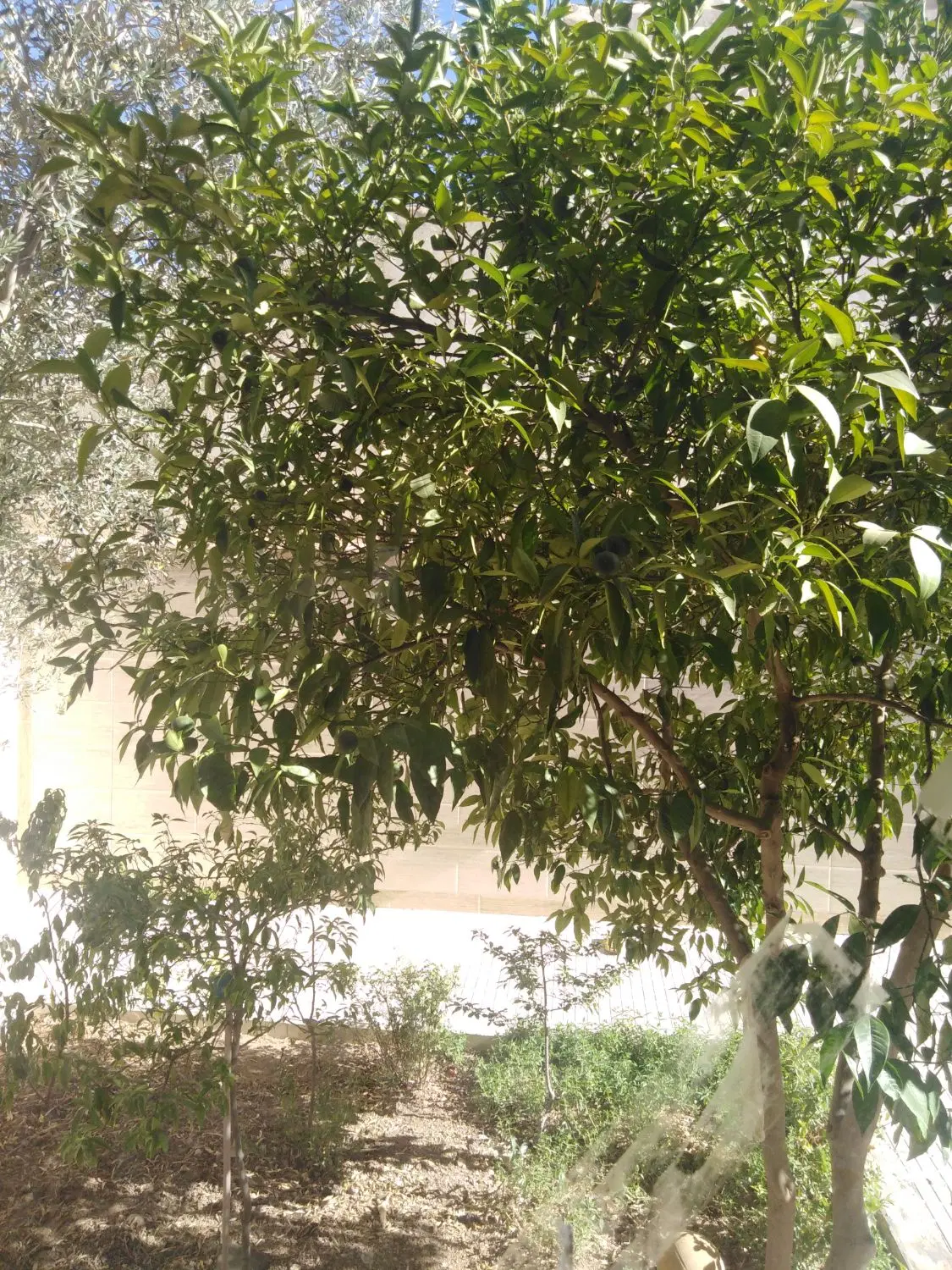 فروش باغ