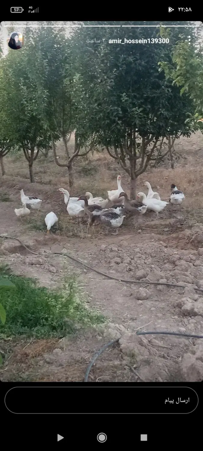 زمین رشید اباد
